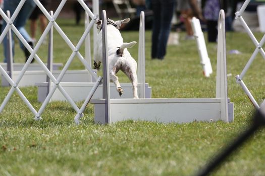 Close up of a Dog Exercising.