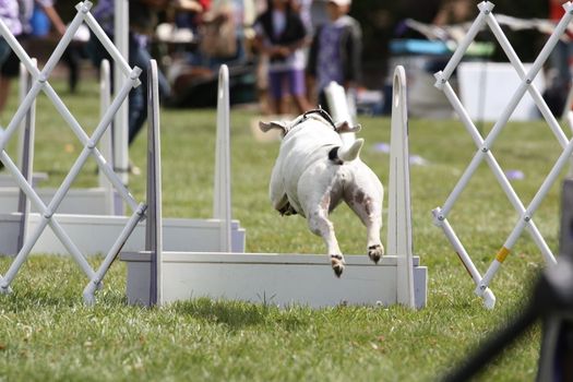 Close up of a Dog Exercising.