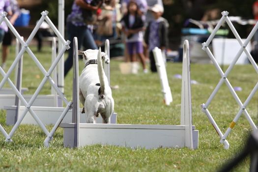 Close up of a Dog Exercising.