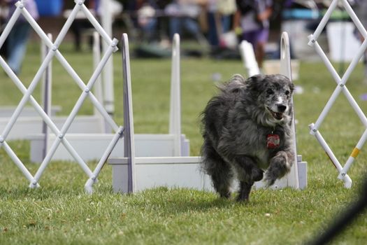 Close up of a Dog Exercising.