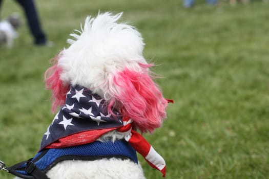 Close up of a Poodle.