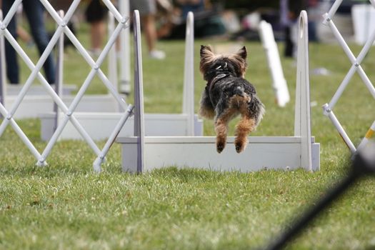 Close up of a Yorkshire Terrier.