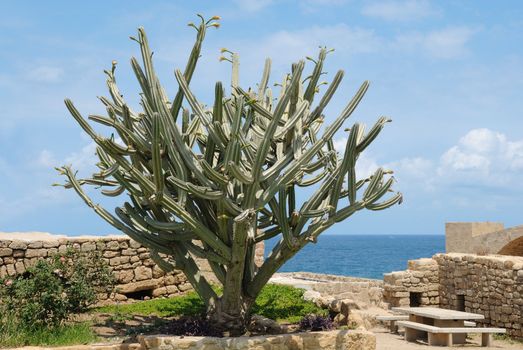 
	
Corner of cactus in the park on the shores of the Mediterranean Sea