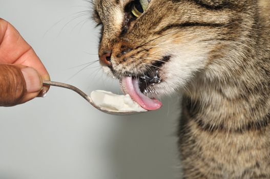 
cat eats sour cream from a spoon, which holds the master