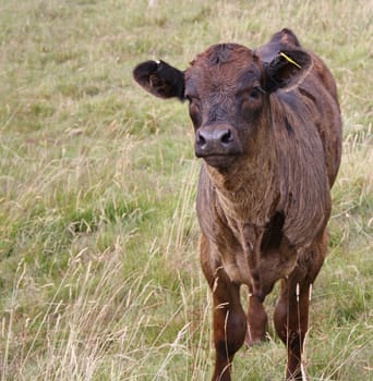 large brown cow in field