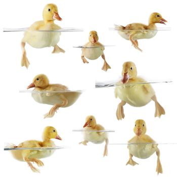 Collage of cute ducklings swimming