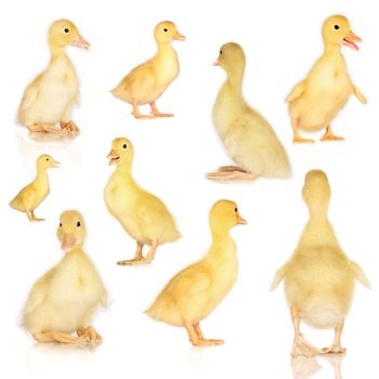 Collage of ducklings