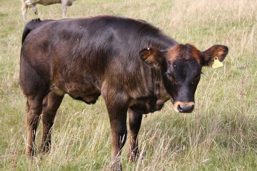 A large brown cow in field