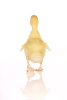 Cute yellow duckling in studio shot, walking away for back view