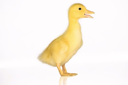 Cute yellow duckling in studio shot, idolated with reflection