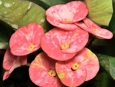 macro shot of "crown of thorns" young plant