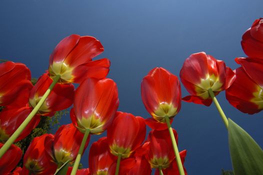 Tulips thrust their gleaming red flowers high into a clear blue sky. Space for text in the sky.