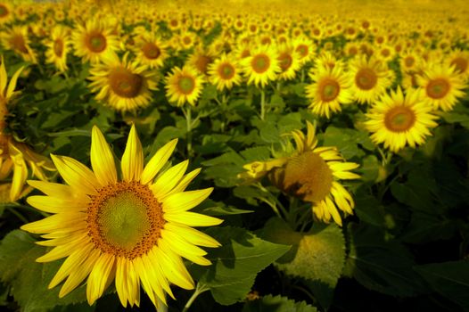 Thousands upon thousands of sunflowers in a field, stretching away into the distance, as far as the eye can see. Focus on one flower at bottom left. Space for text at bottom right.