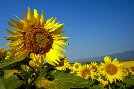 A field of Swiss sunflowers. Focus on the flower to the left, with a honeybee on it (a gleam in its eye) and space for text in the sky to the right. A distant mountain range can be seen beyond the flowers.
