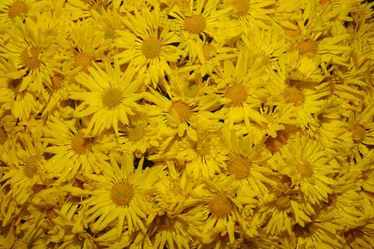 A mass of chrysthanthemum flowers, close up and slightly wet with dew. Stock suitable for background.