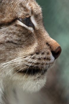 Illustration to magazine about animals. Close-up portrait of a bobcat.