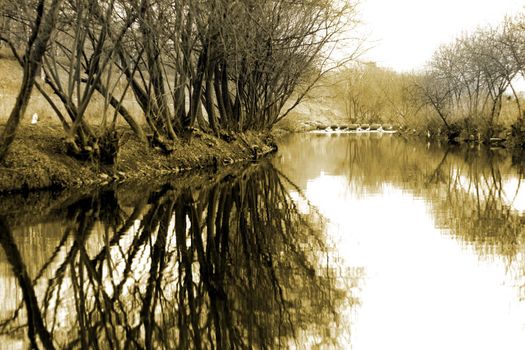 Trees during winter with reflection in the streams of water