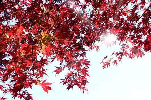 Sunray passing through thick leaves of mapple tree