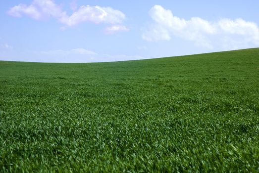 Green fields, the blue sky and white clouds 