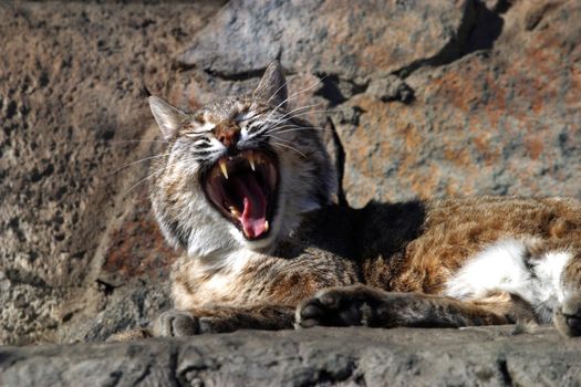 The image of a wild cat with an open mouth