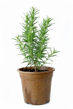 The herb Rosemary in a flower pot isolated on a white background.