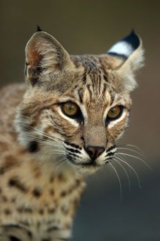 Illustration to magazine about animals. Close-up portrait of a bobcat.