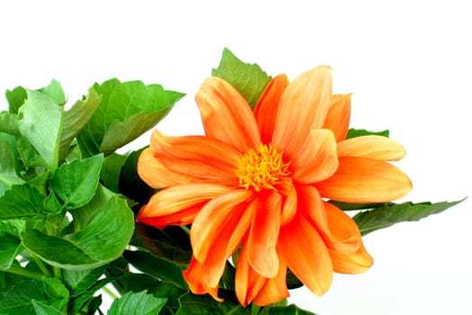 A beautiful orange Dahlia isolated on a white background.