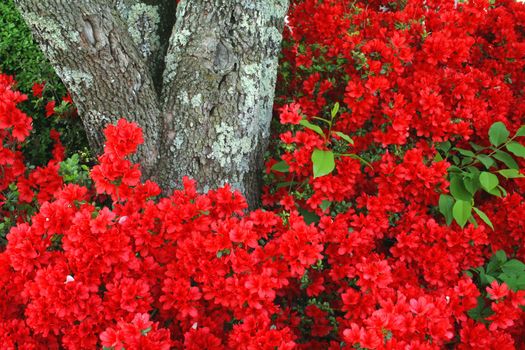 A beautiful azalea full or red blooms and a tree trunk that adds texture.  A great nature background.