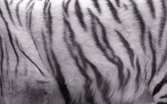The image of fur of a white tiger