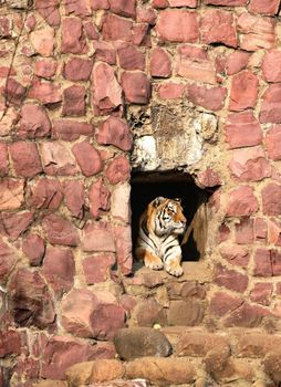 The tiger looks out from a hole. The Moscow zoo