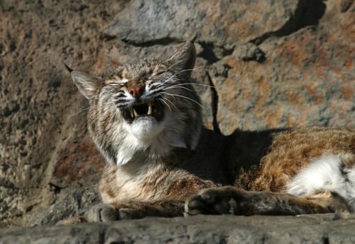 The image of a wild cat with an open mouth