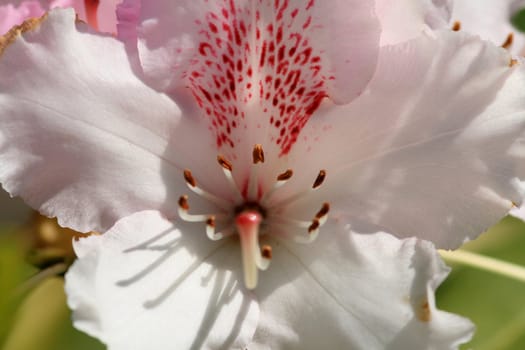 pink flower