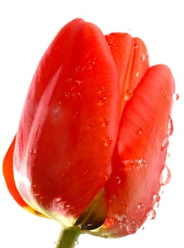 Close-up of  red tulip with rain drops isolated on white