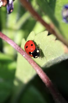 ladybug