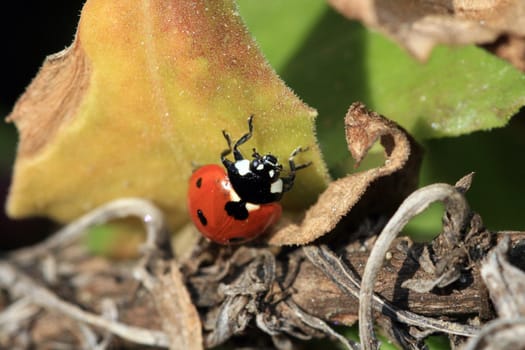 ladybug