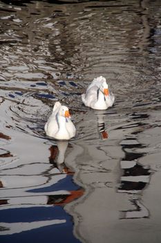 white swans