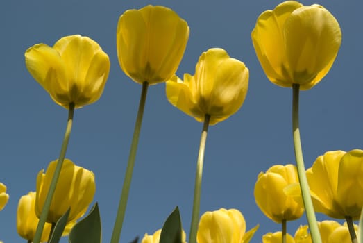 tulips in the netherlands