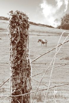 image of a calm horse in the farm eating