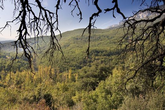 nature image of mountains an green trees and forest