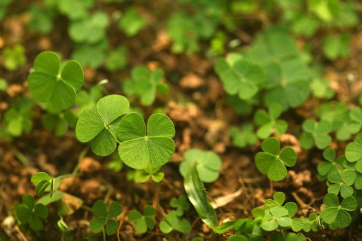 A jungle of 4 (four) leaf clovers! Lucky day!