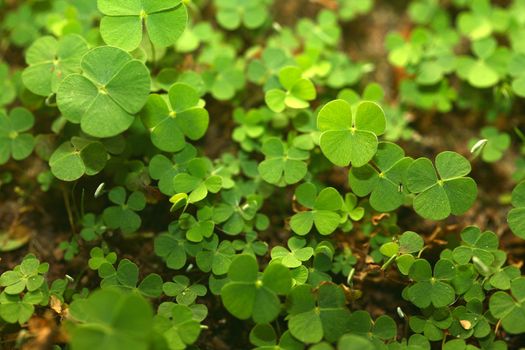 A jungle of 4 (four) leaf clovers! Lucky day!