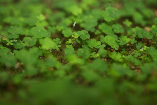 A jungle of 4 (four) leaf clovers! Lucky day!