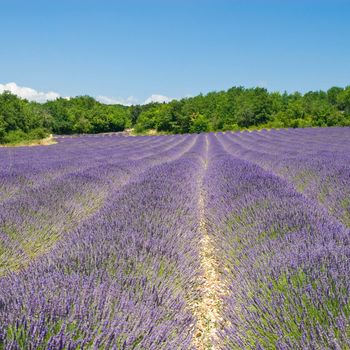 Lavender field on a beautiful day. Provence, France.