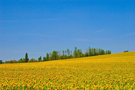 Sunflower field with bright blue sky. South of France.