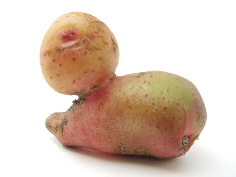 Potato similar the form on a snail. A joke of the nature