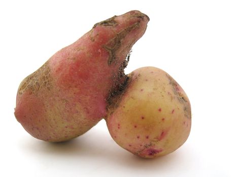Potato of the unusual form. A joke of the nature