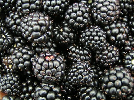 Blackberries close-up