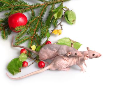 Two rats about a branch of a New Year tree. Beside  apples