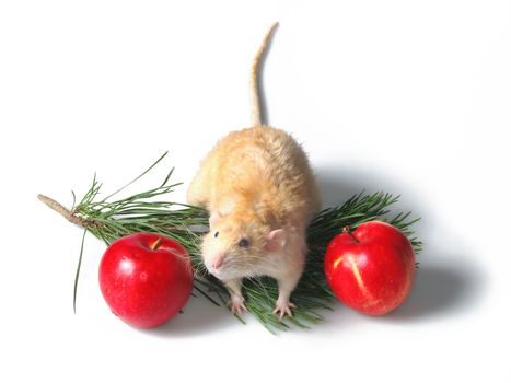 The rat sits on a branch to a New Year tree. Beside 2 apples