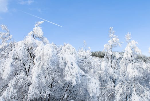 Forrest covered with snow!